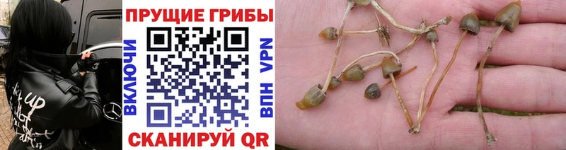 kraken онион  где продают наркотики  Сосновоборск  Псилоцибиновые грибы мухоморы 